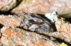 Issus coleoptratus